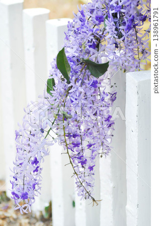 Sandpaper vine, Purple wreath or Queens wreath or purple flower Sandpaper vine, Purple wreath or Queens wreath or purple flower 138961791