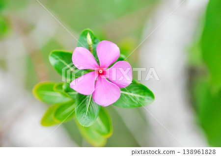 Catharanthus roseus G Don ,APOCYNACEAE or Madagascar periwinkle or Vinca or Old maid or pink flower Catharanthus roseus G Don ,APOCYNACEAE or Madagascar periwinkle or Vinca or Old maid or pink flower 138961828