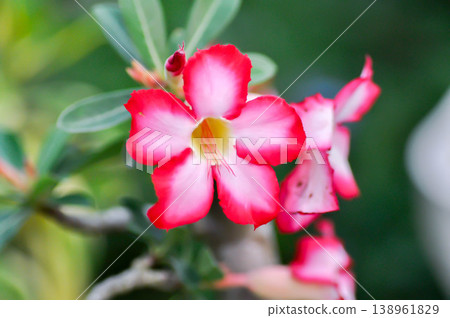 Desert rose, APOCYACEAE or Adenium obesum or Mock Azalea or Pinkbignonia or Impala lily or red flower Desert rose, APOCYACEAE or Adenium obesum or Mock Azalea or Pinkbignonia or Impala lily or red flower 138961829