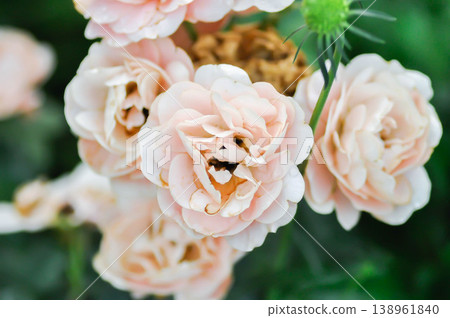 briosa rose , orange rose or Garden roses , zaide rose or William Christie Rose or Mary Rose or Rosa damascena Mill or Rose or Damask rose or Rosaceae or orange flower 138961840