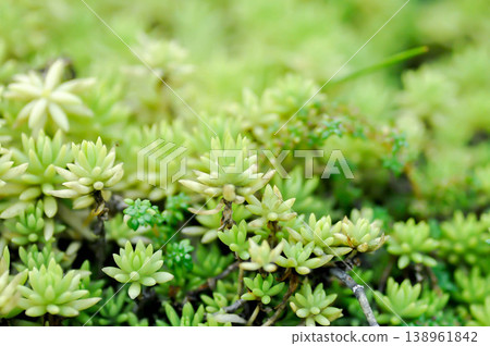 Sedum Golden Moss or Sedum lineare, crassulaceae or Herbaceous perennial or Sedum acre Oktoberfest or Sedum Octoberfest or Sedum sp or stonecrop or succulents 138961842