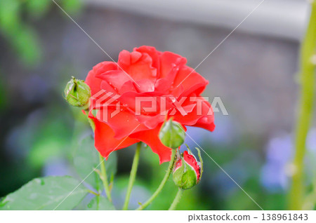 briosa rose , red rose or Garden roses , zaide rose or William Christie Rose or Mary Rose or Rosa damascena Mill or Rose or Damask rose or Rosaceae or red flower 138961843