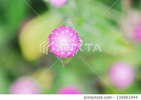 Amaranthaceae, Bachelors button or Globe Amaranthus or Gomphrena globosa L or pink flower 138961844