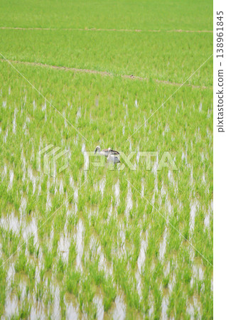 Anastomus oscitans, Asian openbill or Asian Openbill stork or Ciconia boyciana or  Oriental stork or bird in the rice field 138961845