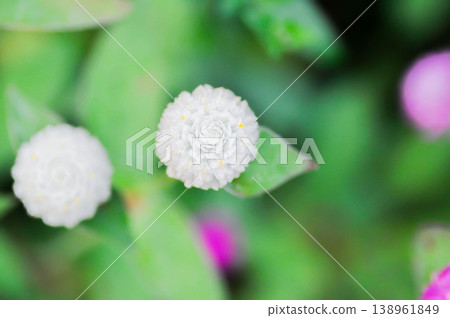 Amaranthaceae, Bachelors button or Globe Amaranthus or Gomphrena globosa L or white flower 138961849