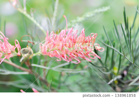 Grevillea banksii or  Grevillea Long John or  Grevillea Superb or Grevillea Sylvia or Spider flower or Banksia occidentalis or pink flower 138961858