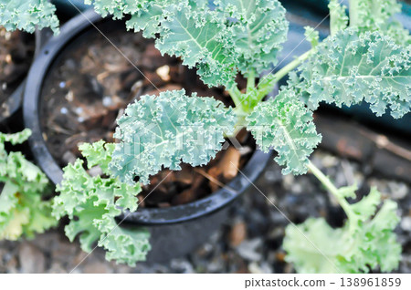 Kale , Brassicaceae or Brassica Oleracea plant or vegetable Kale , Brassicaceae or Brassica Oleracea plant or vegetable 138961859