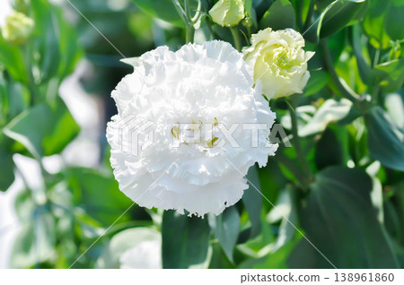 Eustoma grandiflorum Raf Shinners or Eustoma russellianum Hook G Don or GENTIANACEAE or lisianthus or Prairie Gentian or white flower 138961860