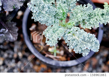 Kale , Brassicaceae or Brassica Oleracea plant or vegetable Kale , Brassicaceae or Brassica Oleracea plant or vegetable 138961861
