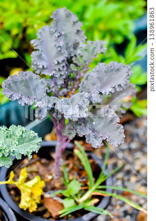 scarlet kale, redbor kale or Kale or Brassicaceae or Brassica Oleracea plant or vegetable 138961863