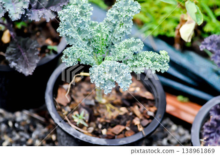 Kale , Brassicaceae or Brassica Oleracea plant or vegetable Kale , Brassicaceae or Brassica Oleracea plant or vegetable 138961869