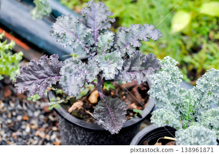 scarlet kale, redbor kale or Kale or Brassicaceae or Brassica Oleracea plant or vegetable 138961871