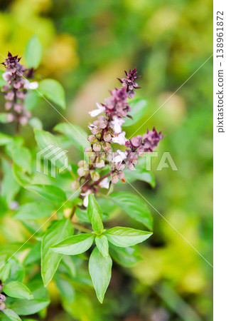 Sweet basil, Thai basil or Ocimum basilicum L or LAMIACEAE or LABIATAE 138961872