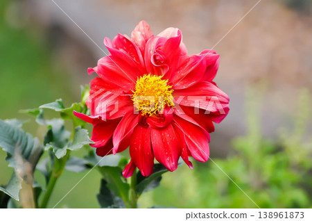 dahlia rosea or garden Dahlia or red dahlia or Dahlia pinnata Cav or Dahlia or ASTERACEAE or red flower dahlia rosea or garden Dahlia or red dahlia or Dahlia pinnata Cav or Dahlia or ASTERACEAE or red flower 138961873