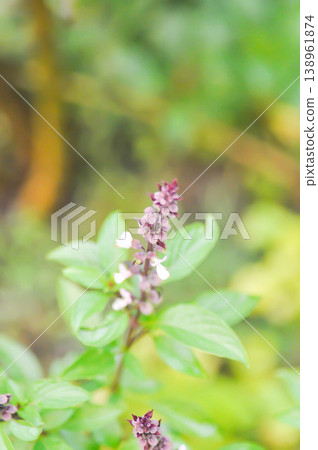 Sweet basil, Thai basil or Ocimum basilicum L or LAMIACEAE or LABIATAE Sweet basil, Thai basil or Ocimum basilicum L or LAMIACEAE or LABIATAE 138961874