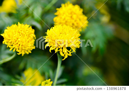 marigold or calendula flower , Tagetes erecta L or Compositae or African Marigold or yellow flower marigold or calendula flower , Tagetes erecta L or Compositae or African Marigold or yellow flower 138961878