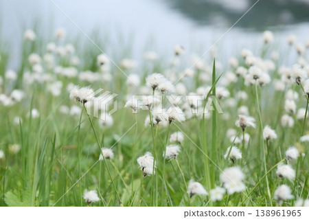 A vast expanse of cotton grass in the wetlands; the fluffy seed heads blooming on the plateau in early summer create a tranquil natural scene. A vast expanse of cotton grass in the wetlands; the fluffy seed heads blooming on the plateau in early summer create a tranquil natural scene. 138961965