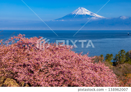 Ida, Numazu City, Shizuoka Prefecture. View of early-blooming Kawazu cherry blossoms on the slopes and snow-capped Mt. Fuji across Suruga Bay. Ida, Numazu City, Shizuoka Prefecture. View of early-blooming Kawazu cherry blossoms on the slopes and snow-capped Mt. Fuji across Suruga Bay. 138962007
