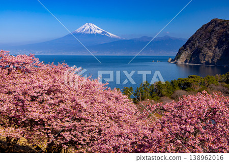 Ida, Numazu City, Shizuoka Prefecture. View of early-blooming Kawazu cherry blossoms on the slopes and snow-capped Mt. Fuji across Suruga Bay. Ida, Numazu City, Shizuoka Prefecture. View of early-blooming Kawazu cherry blossoms on the slopes and snow-capped Mt. Fuji across Suruga Bay. 138962016