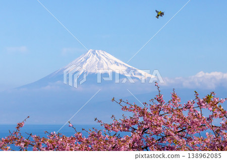 靜岡縣沼津市井田 - 在面向駿河灣和白雪皚皚的富士山的斜坡上,兩隻繡眼鳥在早開的河津櫻花中翩翩起舞。 靜岡縣沼津市井田 - 在面向駿河灣和白雪皚皚的富士山的斜坡上,兩隻繡眼鳥在早開的河津櫻花中翩翩起舞。 138962085