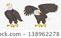 Bald eagle, bird of prey and raptor, graphic design. Predator, wildlife and nature, vector design and illustration 138962278
