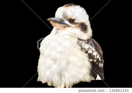 Laughing kookaburra bird isolated on transparent background. Portrait of an Australian kingfisher, wildlife and nature concept. 138962281