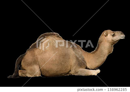Dromedary camel sitting isolated on transparent background. Arabian camel profile, desert animal and wildlife concept. Dromedary camel sitting isolated on transparent background. Arabian camel profile, desert animal and wildlife concept. 138962285