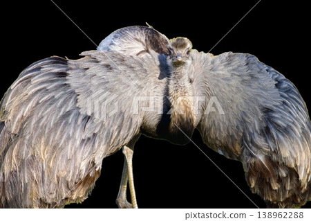 Greater rhea bird with spread wings isolated on transparent background. American ostrich portrait, large flightless bird wildlife concept. Greater rhea bird with spread wings isolated on transparent background. American ostrich portrait, large flightless bird wildlife concept. 138962288