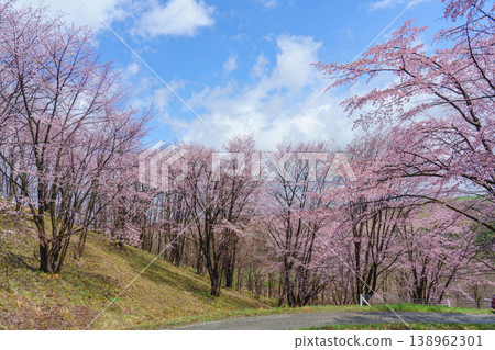 Cherry blossom trees lining the Miyama Pass in Hokkaido, a spring landscape unfolding against a blue sky. 138962301