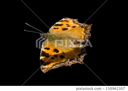 Beautiful tortoiseshell butterfly isolated on transparent background. Aglais urticae with spread wings, realistic macro insect for nature design. 138962307