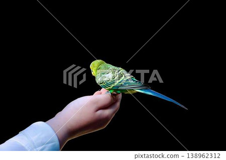 Green budgerigar sitting on a human hand isolated on transparent background. Friendly parakeet bird on finger, pet care and trust concept. Green budgerigar sitting on a human hand isolated on transparent background. Friendly parakeet bird on finger, pet care and trust concept. 138962312