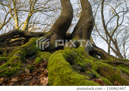 Mystic forest, Muttental, Witten, North Rhine Westphalia, Germany 138962467