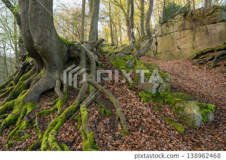 Mystic forest, Muttental, Witten, North Rhine Westphalia, Germany Mystic forest, Muttental, Witten, North Rhine Westphalia, Germany 138962468
