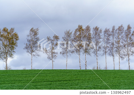 Biei, Hokkaido: A spring scene with birch trees lining the streets and green fields under a cloudy sky. Biei, Hokkaido: A spring scene with birch trees lining the streets and green fields under a cloudy sky. 138962497