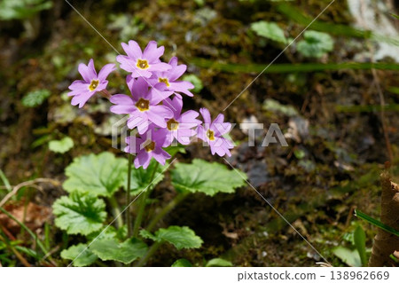 岩石上盛開著岩櫻；一株植物上密密麻麻地掛滿了野花，構成了一幅美麗的景象，宛如一束鮮花。 138962669