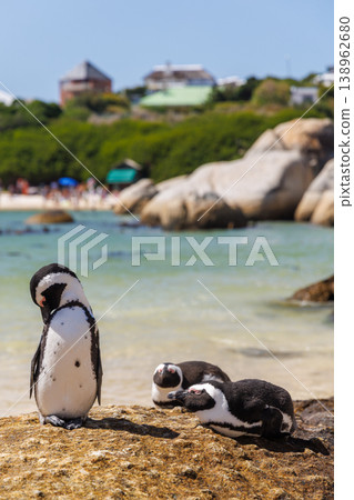 Penguins on ocean shore in South Africa 138962680