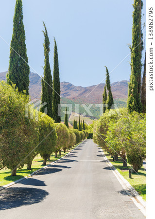 Road between tall cypress trees Road between tall cypress trees 138962796