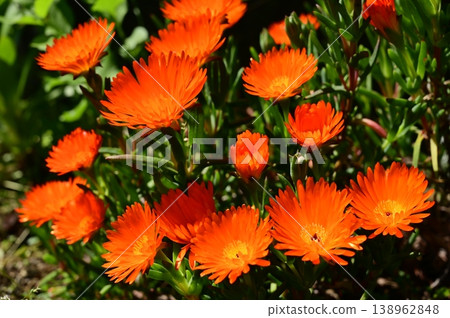 Orange ice plant (Aizoaceae family), Caryophyllales. Orange ice plant (Aizoaceae family), Caryophyllales. 138962848