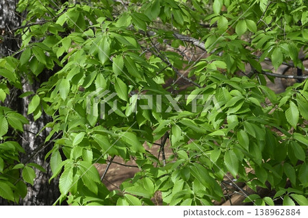 Young leaves of Quercus serrata Young leaves of Quercus serrata 138962884