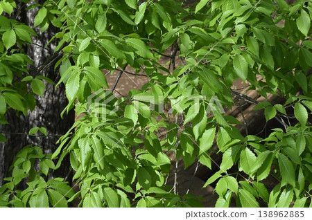 Young leaves of Quercus serrata Young leaves of Quercus serrata 138962885