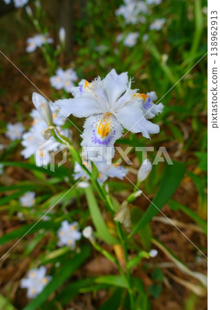 城市公園裡盛開的蝴蝶花 138962913