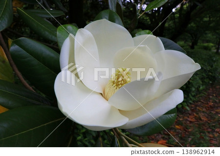 White Taisangbok flower White Taisangbok flower 138962914