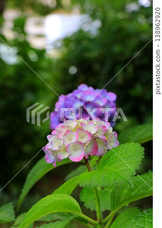 Hydrangea blooming in the clear of the rainy season Hydrangea blooming in the clear of the rainy season 138962920