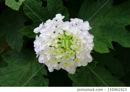 White Kashiba Hydrangea White Kashiba Hydrangea 138962923