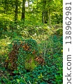 Close-up of wild brown mushrooms and green ivy growing on an old mossy tree stump in the forest. 138962981