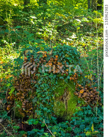 Close-up of wild brown mushrooms and green ivy growing on an old mossy tree stump in the forest. Close-up of wild brown mushrooms and green ivy growing on an old mossy tree stump in the forest. 138962983