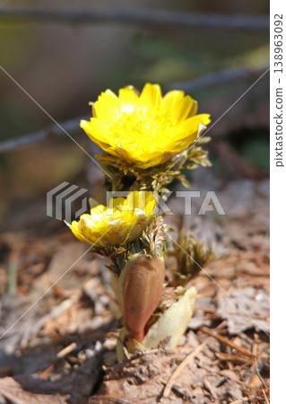 Adonis amurensis,北海道預示春天的花。 Adonis amurensis,北海道預示春天的花。 138963092