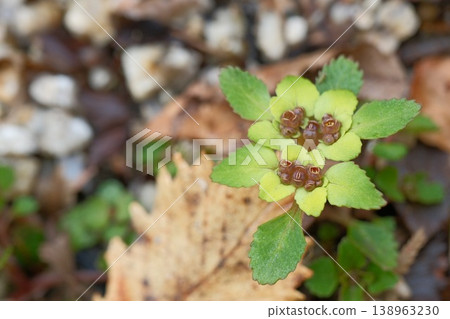 The button-shaped Chrysosplenium, a wild plant that blooms on the forest floor, has overlapping bracts that resemble a peony flower. 138963230