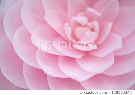 少女山茶花的特寫，展現了其多層粉紅色花瓣的精緻質感。 138963343