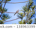 View of Zebra Dove, Barred Ground Dove on the Norfolk Island Pine branch, focus selective 138963399